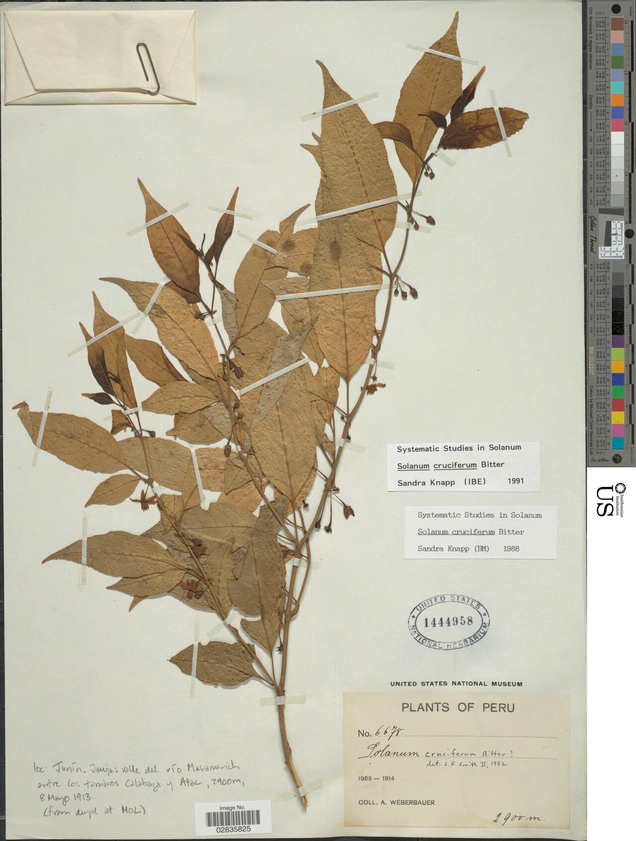 Solanum cruciferum — houseplant care guide