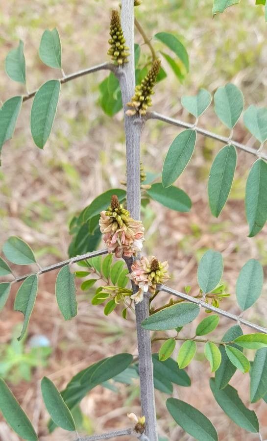 Indigofera suffruticosa flower