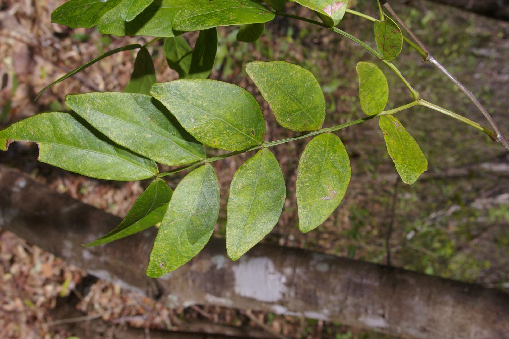 Pithecellobium bipinnatum leaf