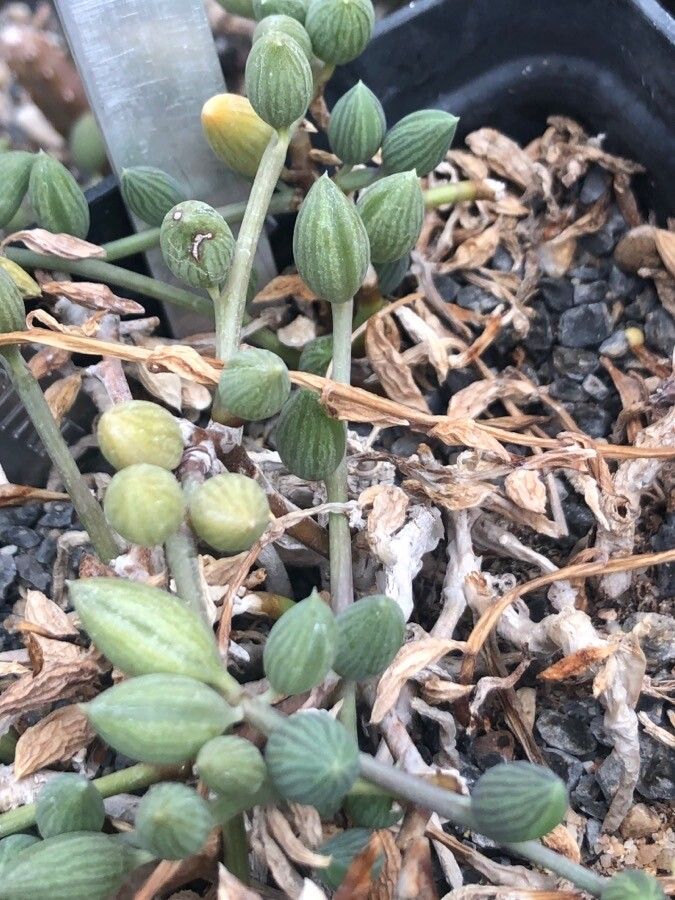 Senecio citriformis leaf