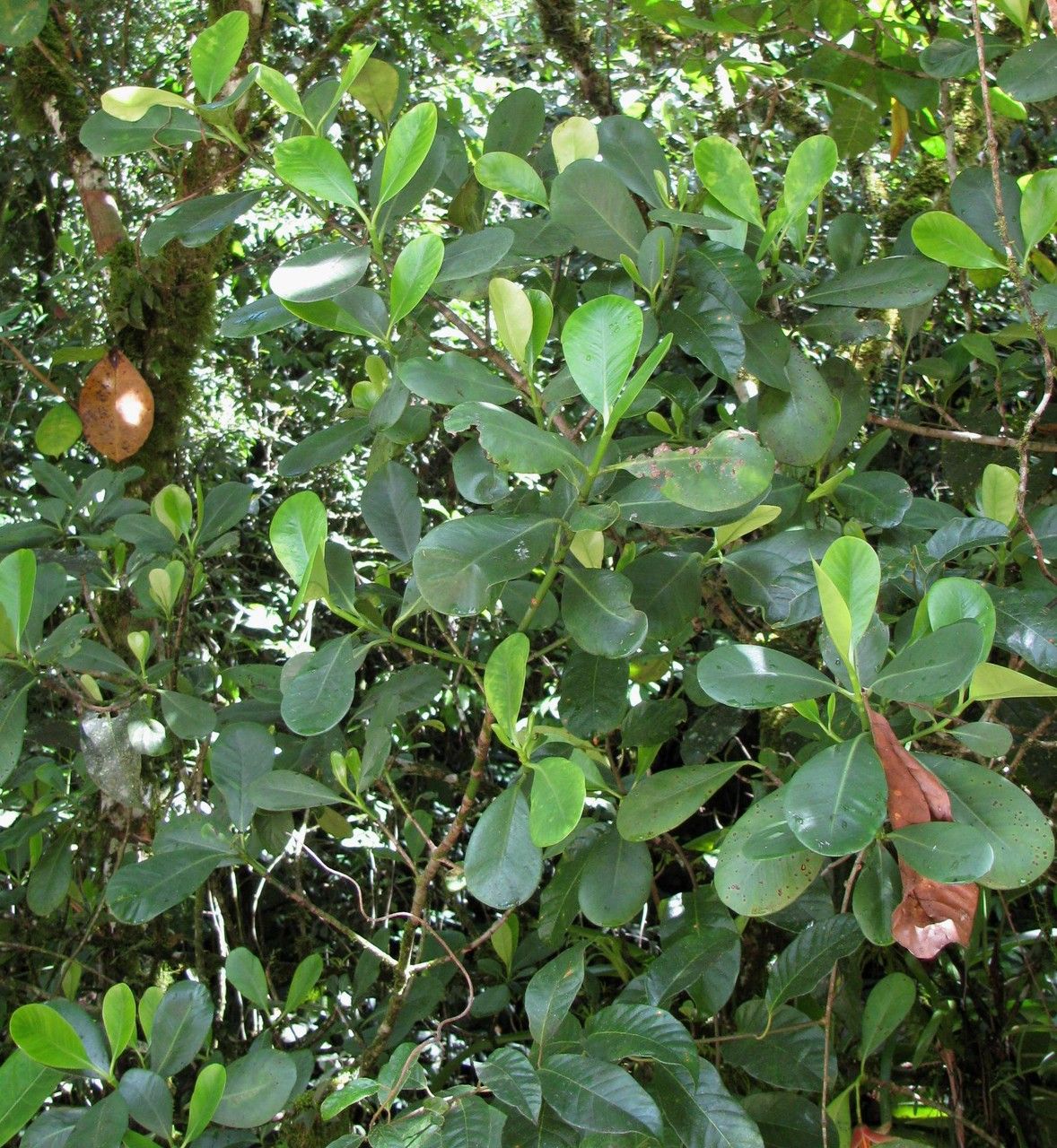 Clusia torresii habit