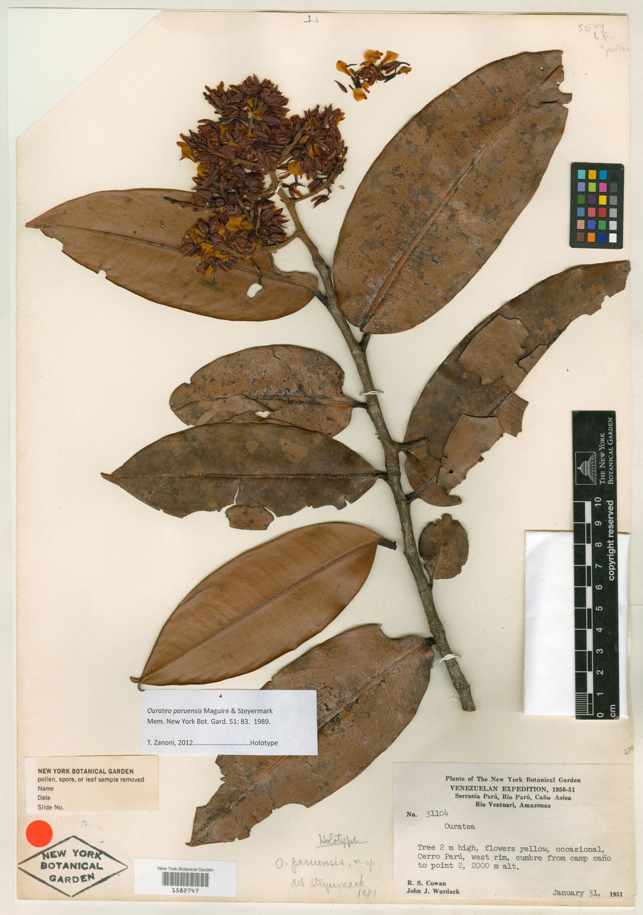 Ouratea paruensis — houseplant care guide