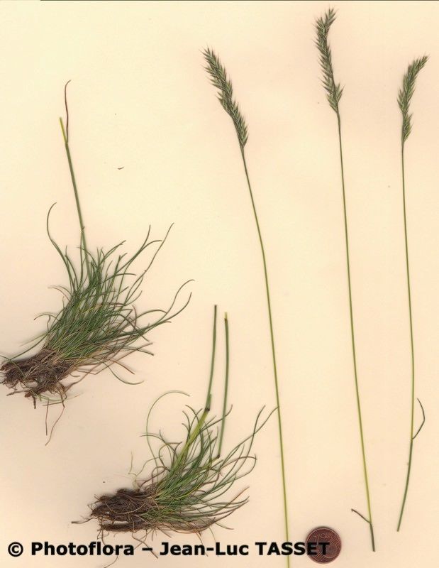 Festuca nigrescens habit