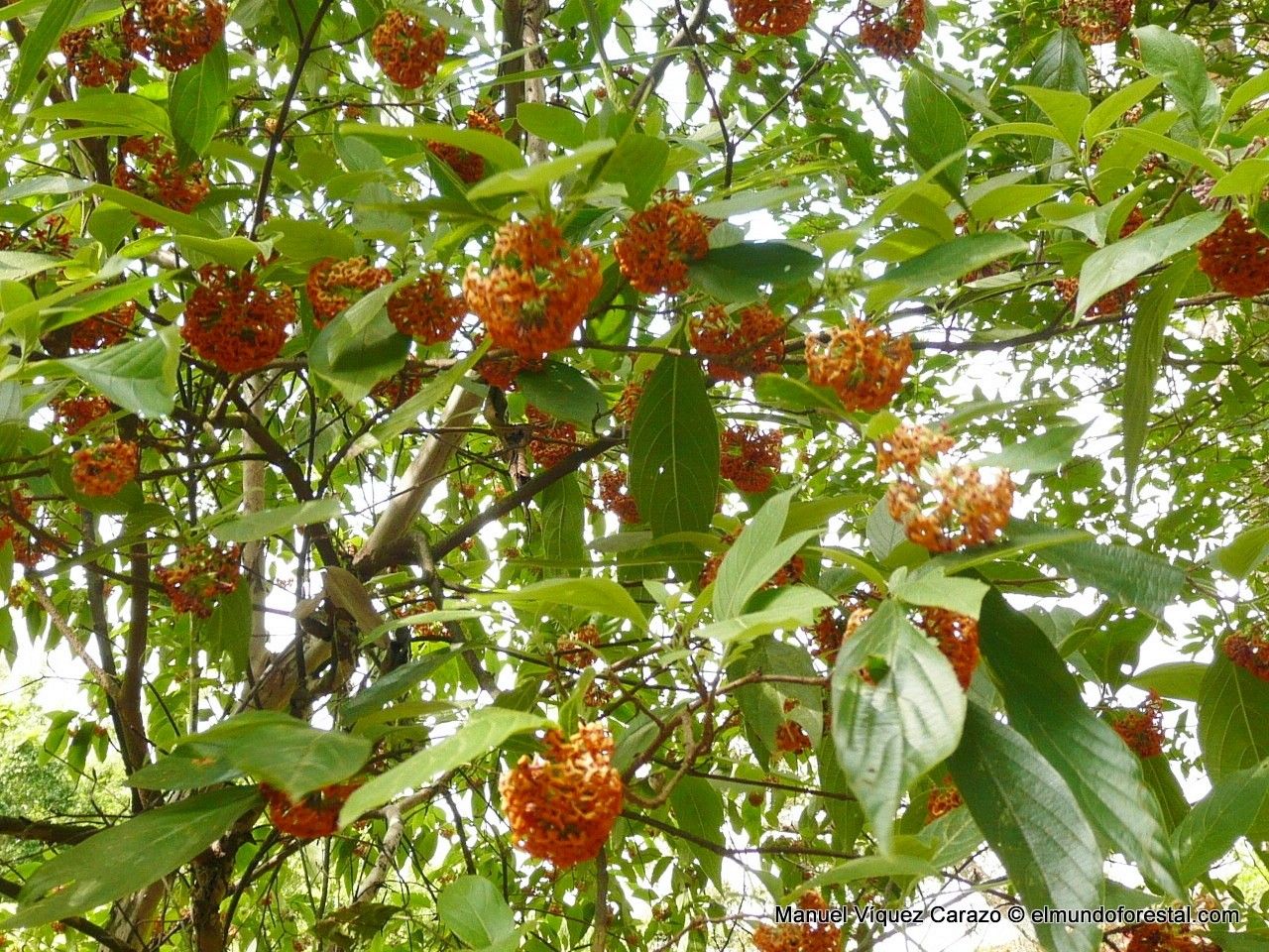 Arachnothryx aspera flower