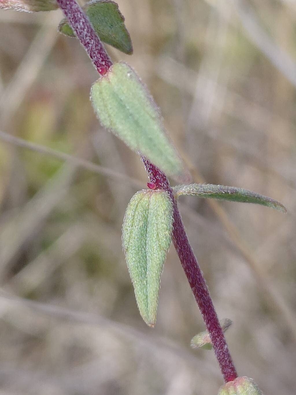 Odontites vulgaris — search result for 'Bartsia'