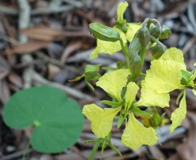 Tylosema fassoglense flower