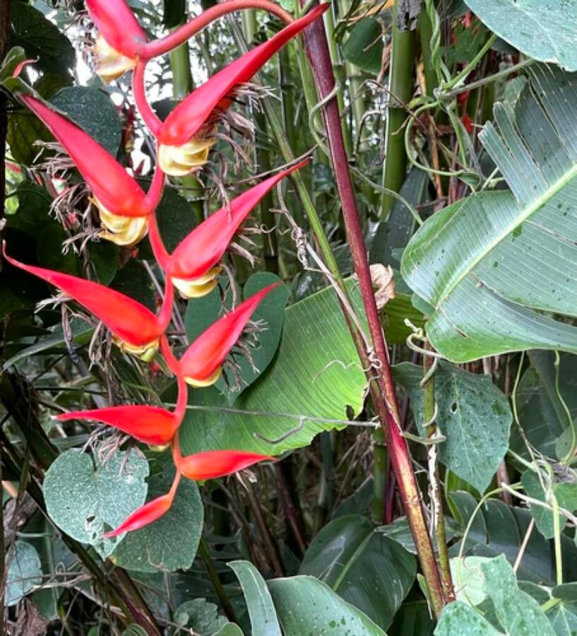 Heliconia nutans flower