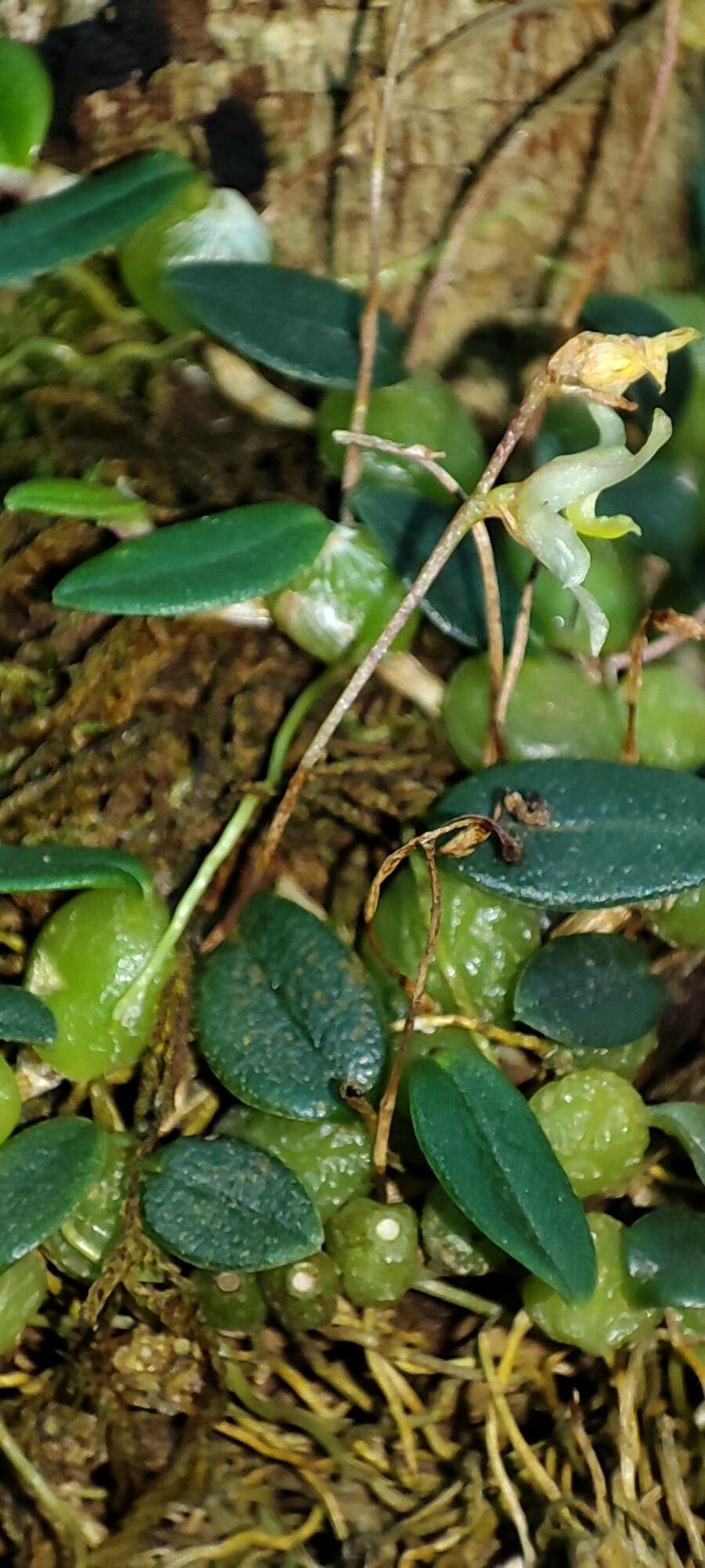 Bulbophyllum conchidioides — houseplant care guide