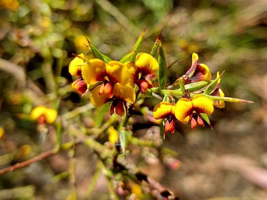 Daviesia ulicifolia habit