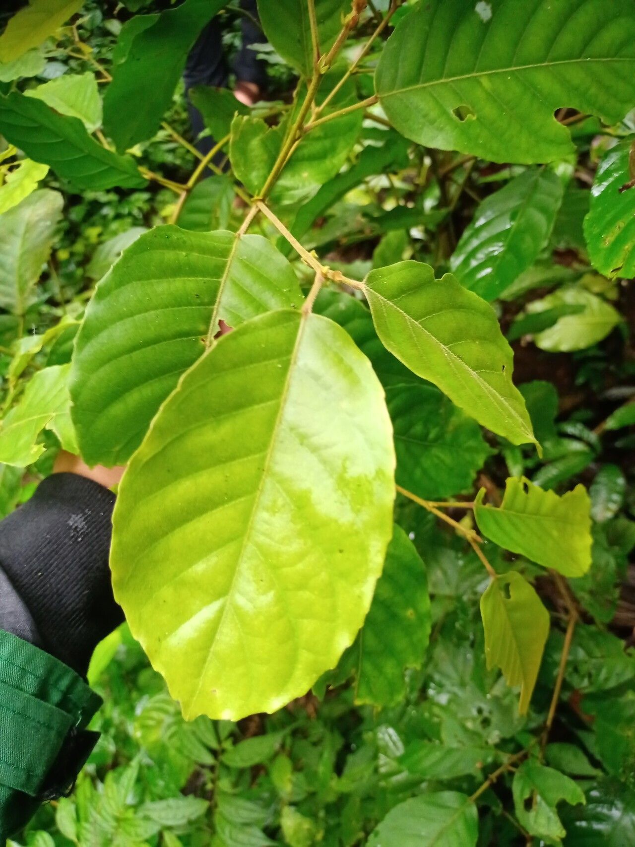 Elaeocarpus stipularis leaf