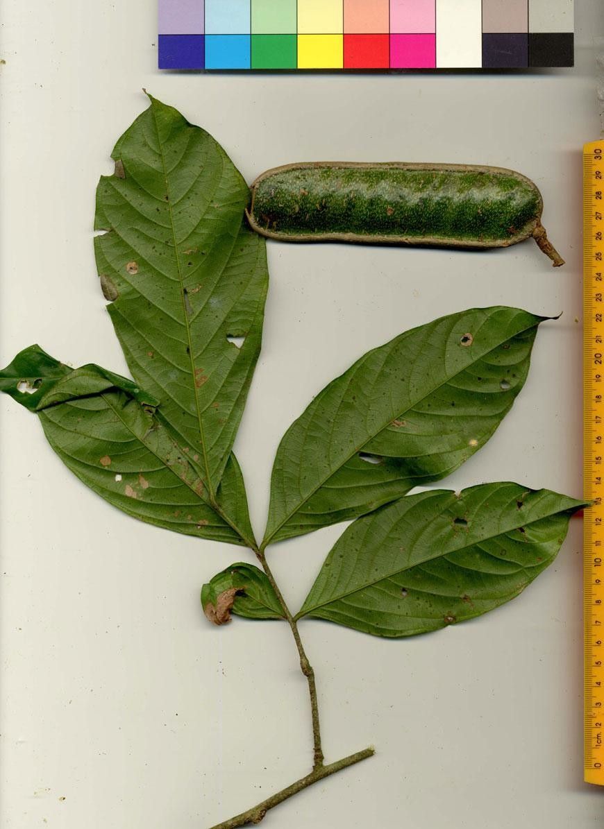 Inga mortoniana other