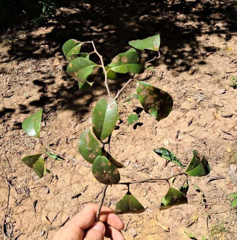 Eschweilera ovata leaf