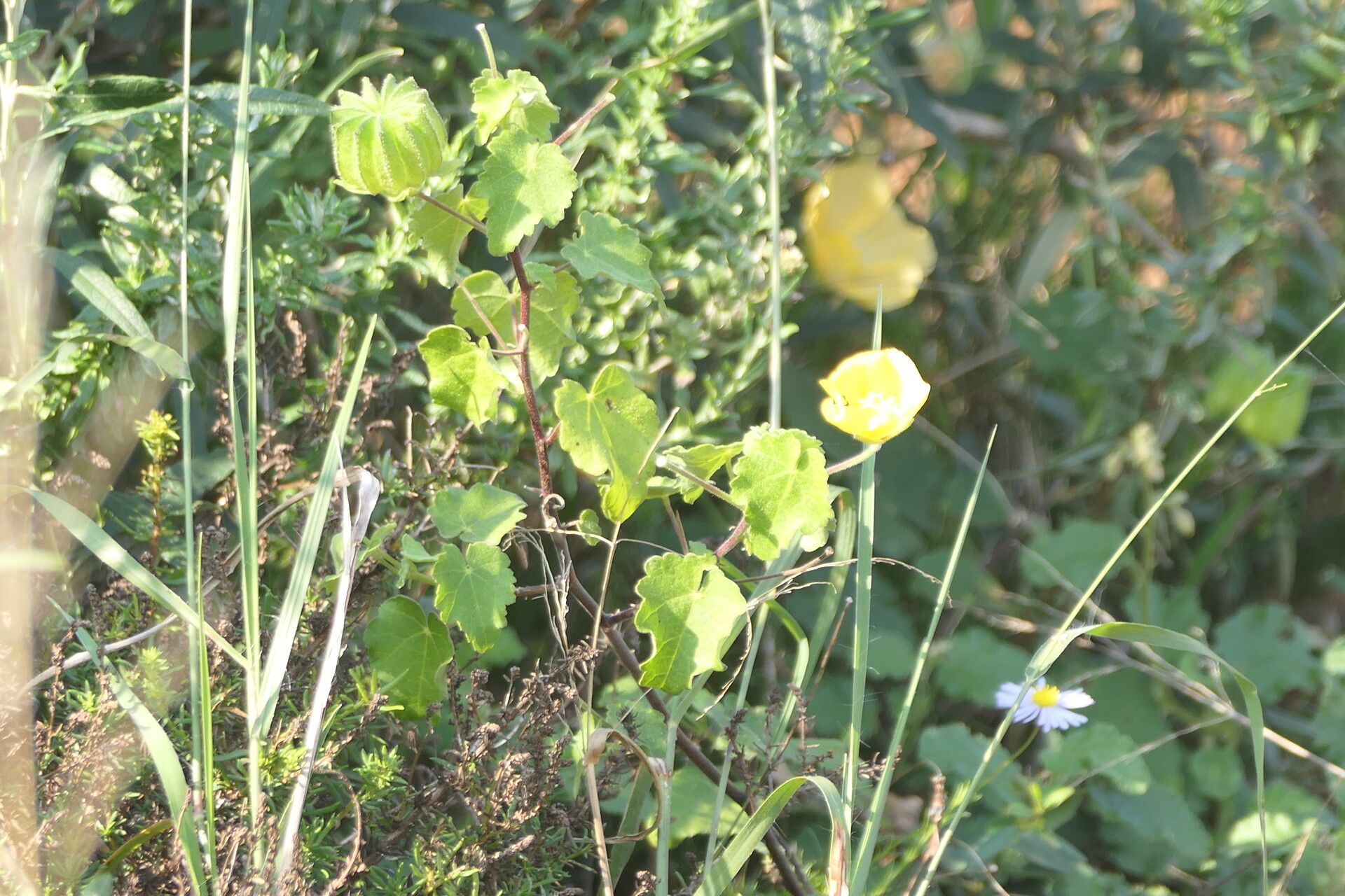 Pavonia praemorsa flower
