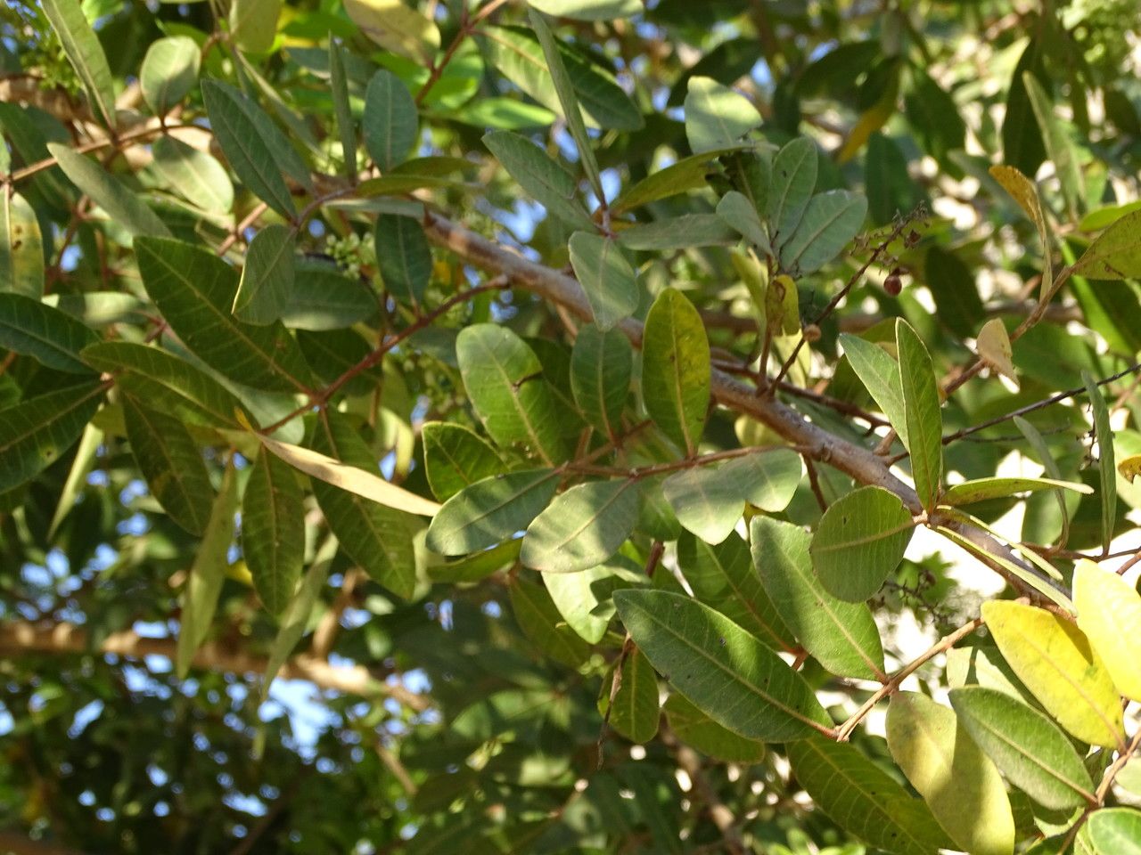 Schinus terebinthifolius leaf