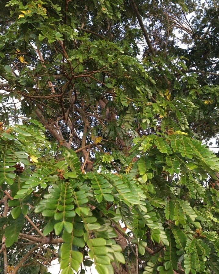 Pararchidendron pruinosum — houseplant care guide