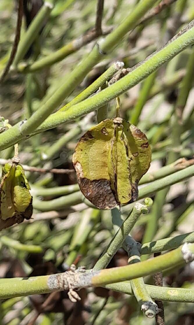Bulnesia retamo fruit