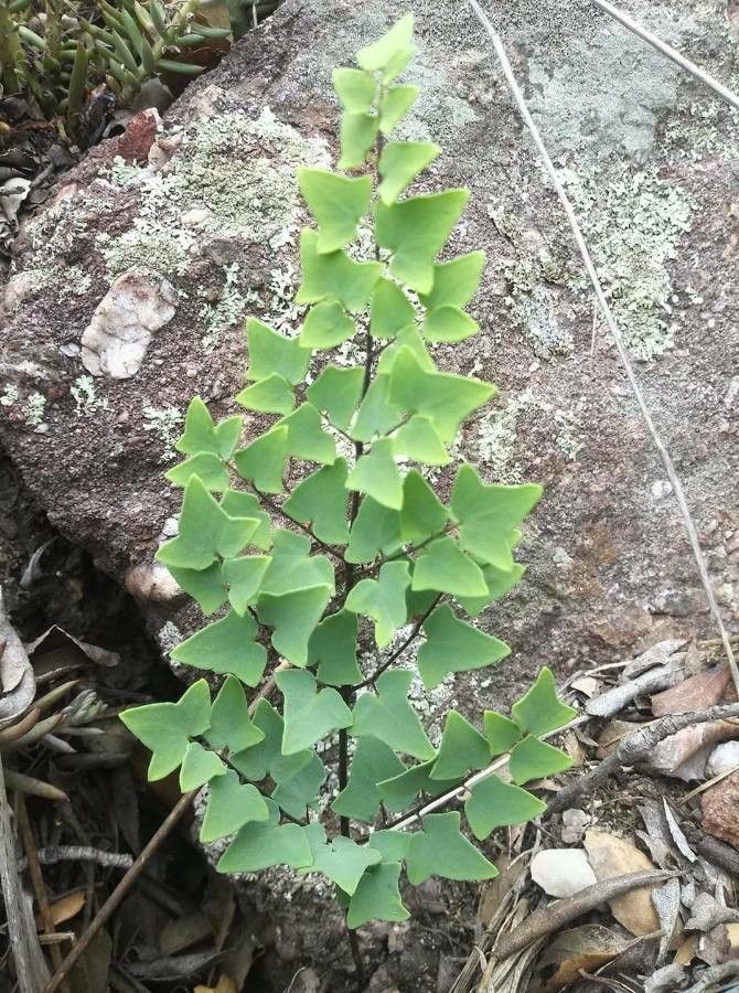 Pellaea calomelanos flower