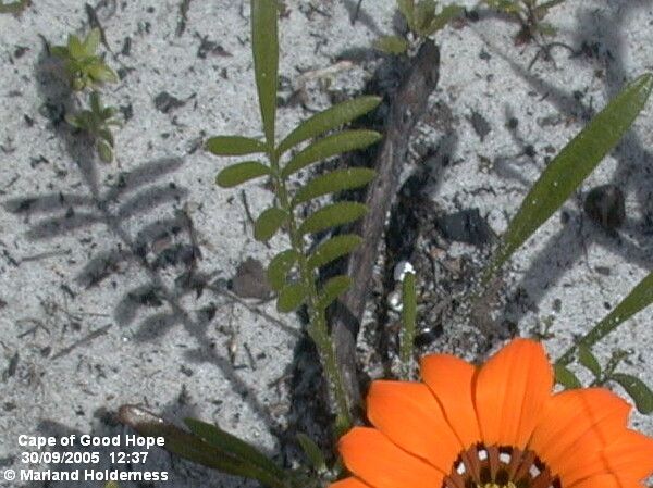 Gazania pectinata — search result for 'Gazania'