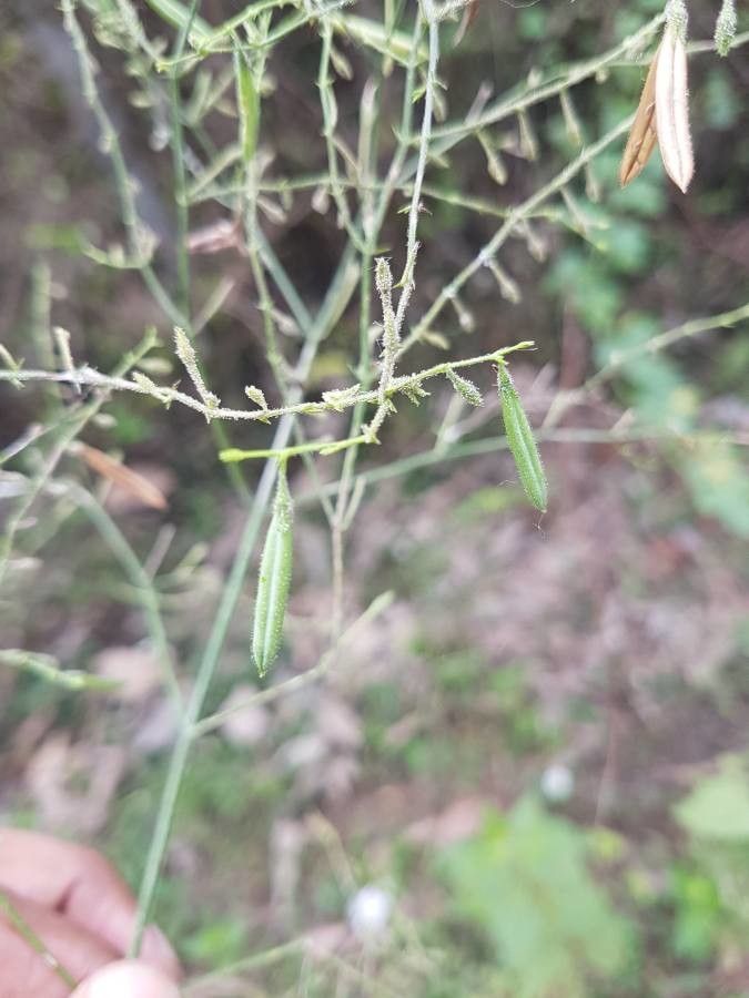 Andrographis paniculata fruit