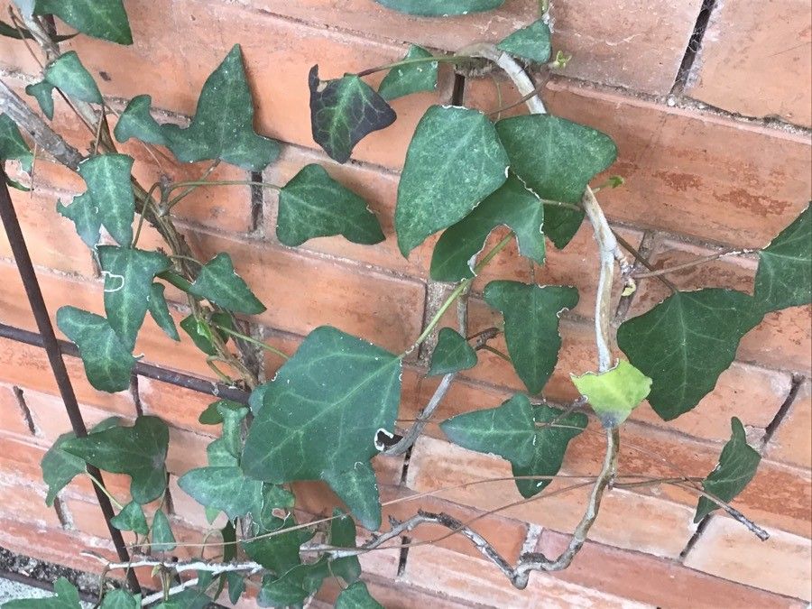 Hedera maderensis — search result for 'Araliaceae'