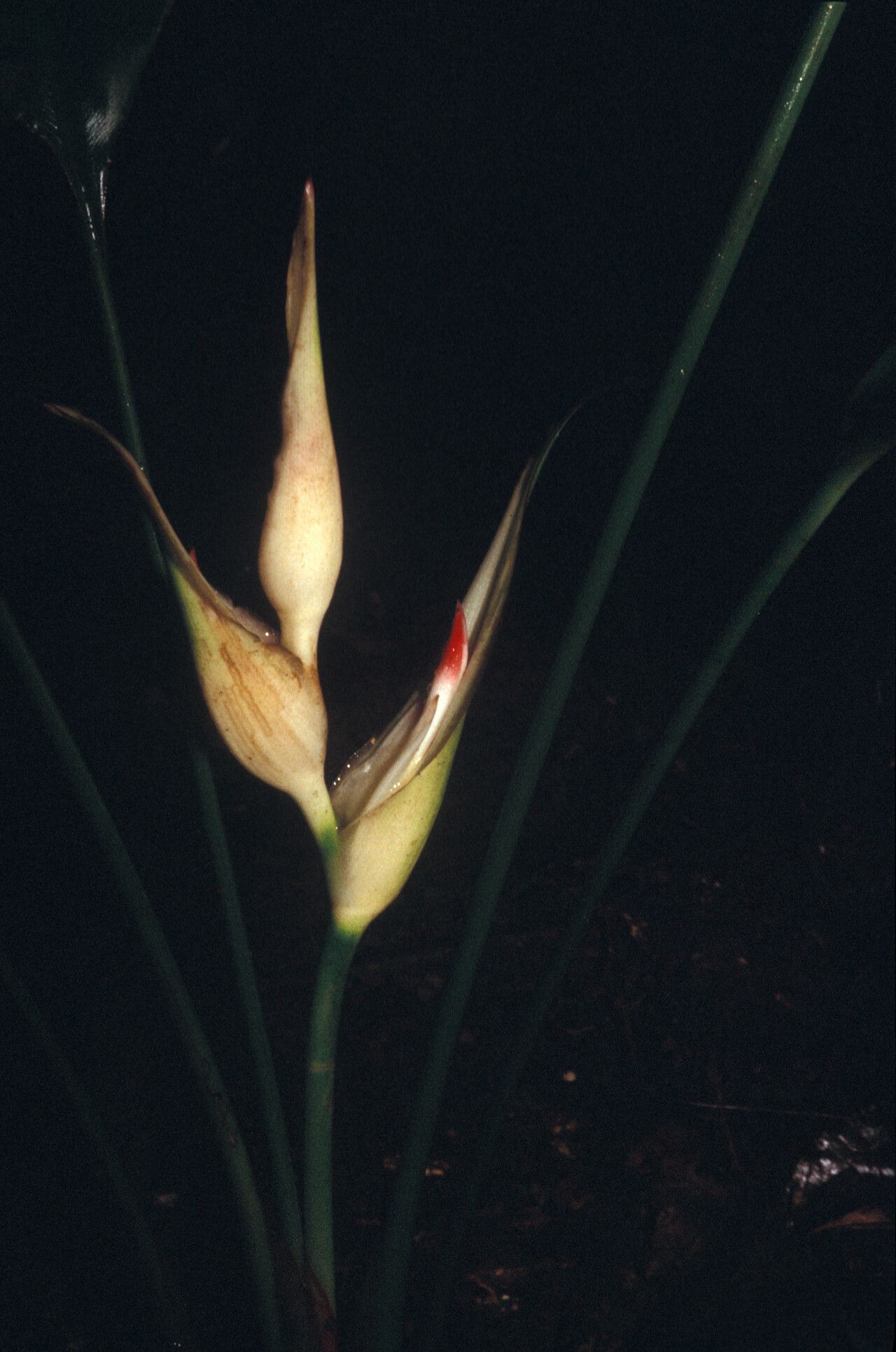 Heliconia lourteigiae flower
