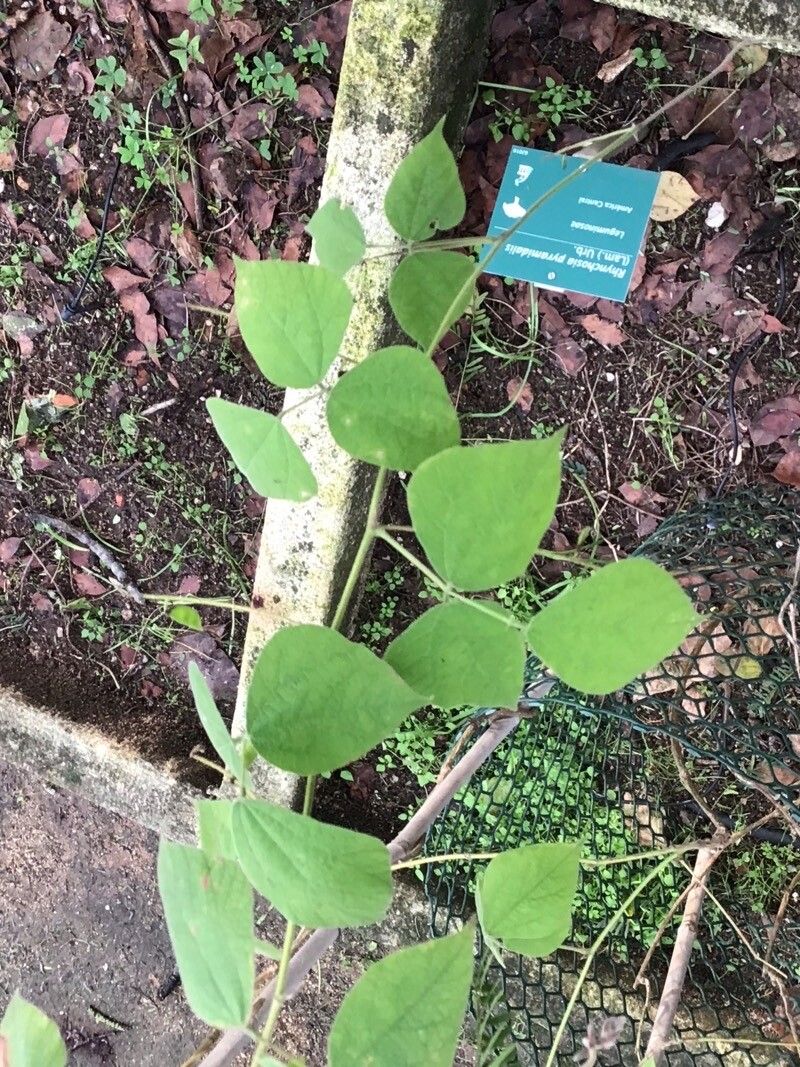 Rhynchosia pyramidalis — houseplant care guide