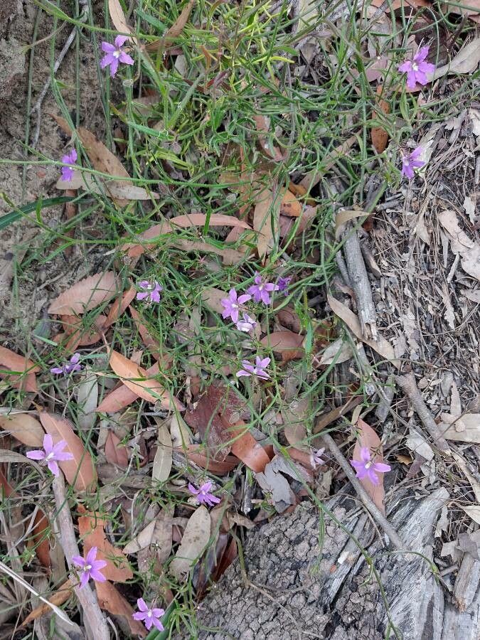 Scaevola ramosissima habit