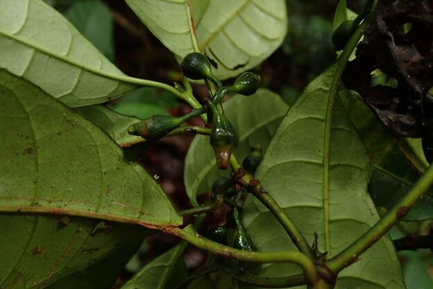 Psychotria potanthera fruit