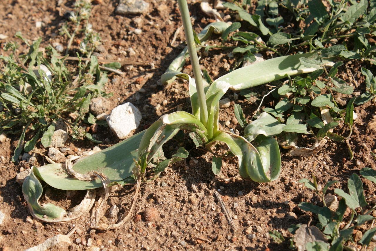 Allium cyrilli habit