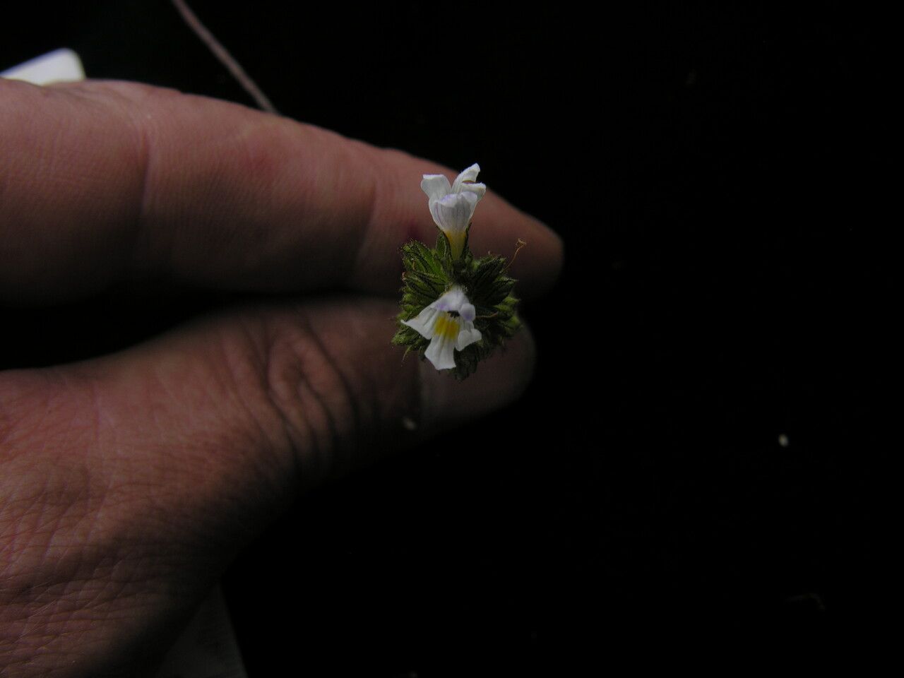 Euphrasia himalayica other
