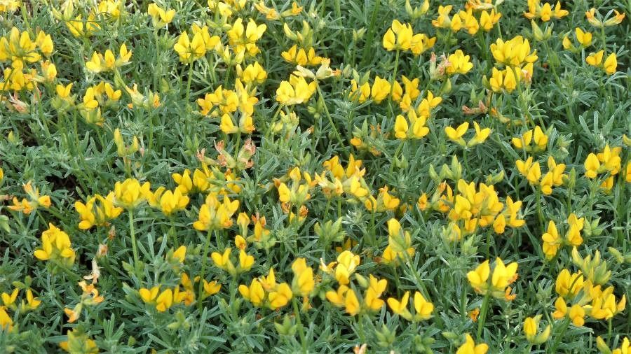 Lotus spartioides leaf