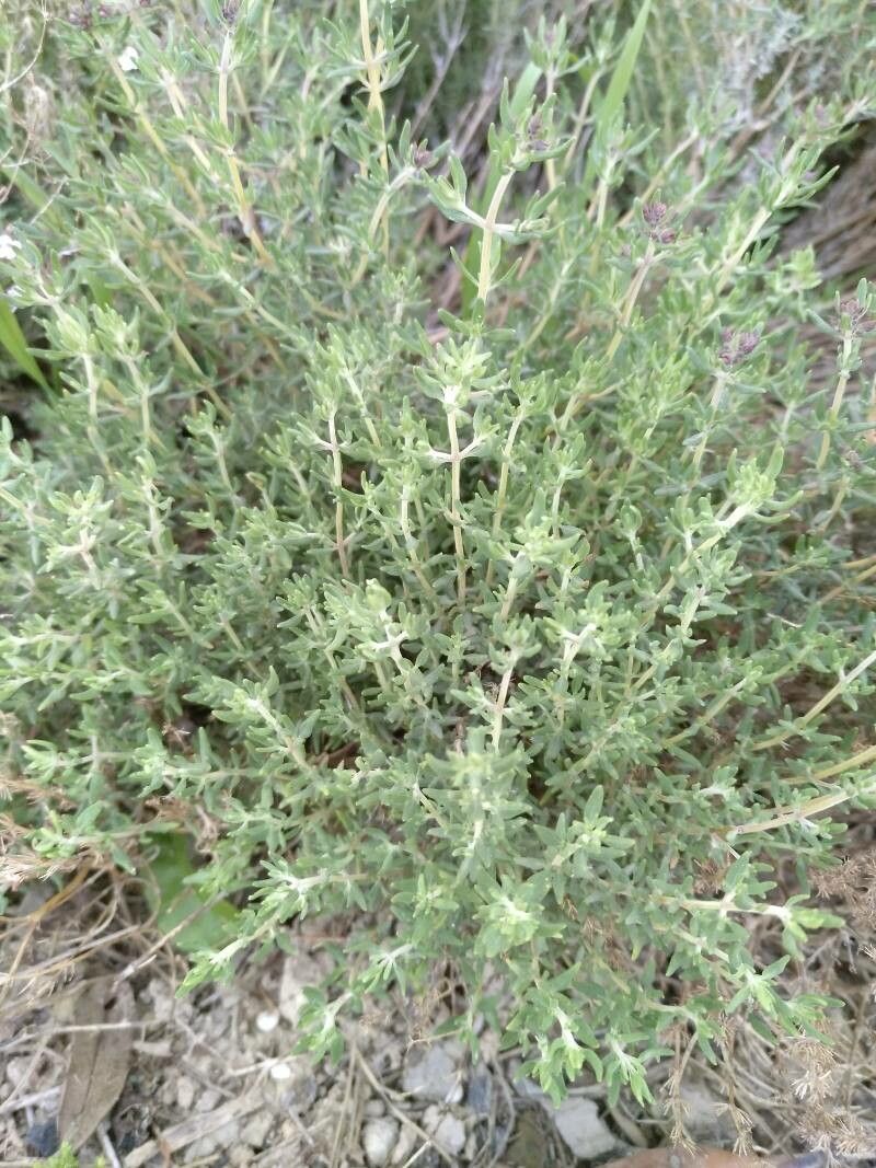 Thymus algeriensis