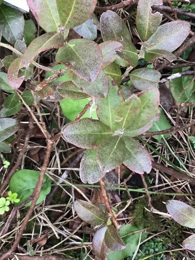 Chamaedaphne calyculata