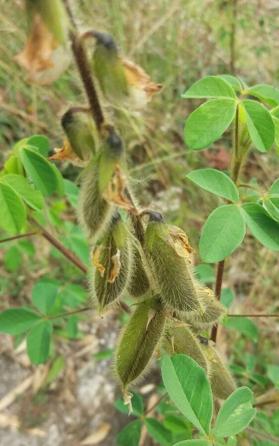 Crotalaria polysperma fruit