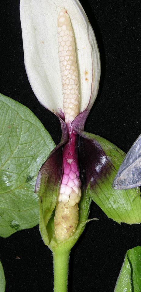 Xanthosoma mexicanum fruit