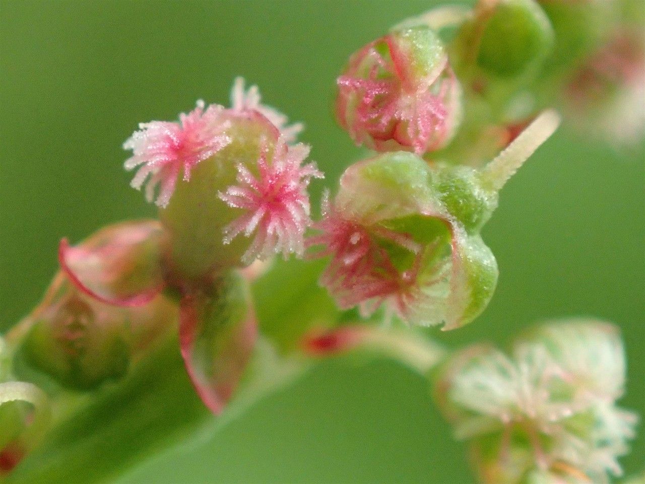 Rumex alpestris flower