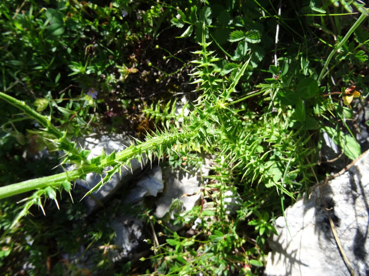 Carduus defloratus — search result for 'Carduus'