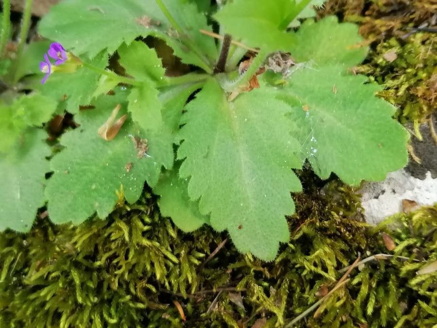 Arabis verna leaf