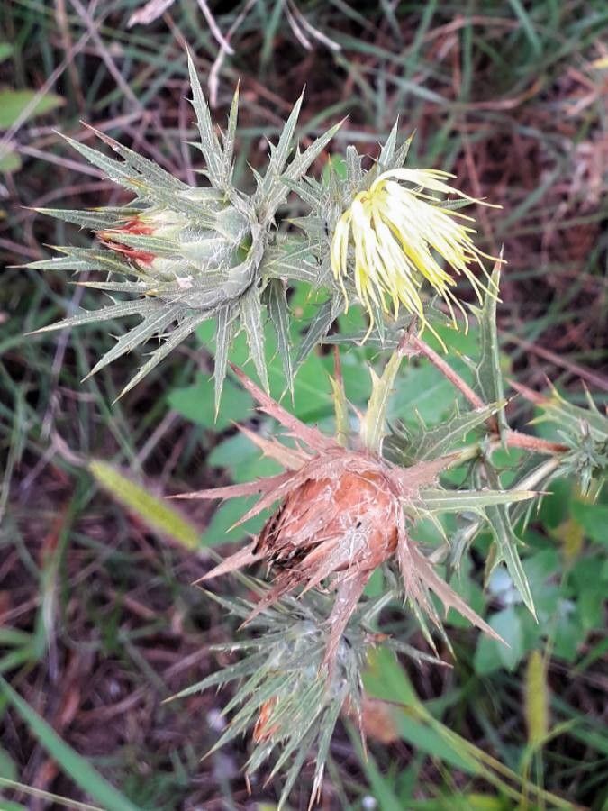 Carthamus lanatus flower