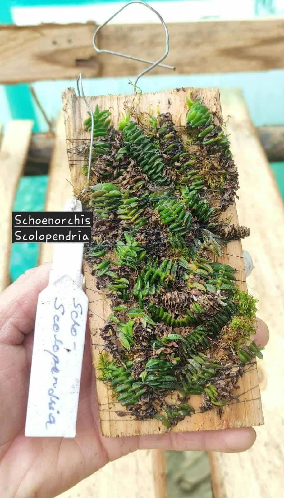 Schoenorchis scolopendria — related species from the same genus