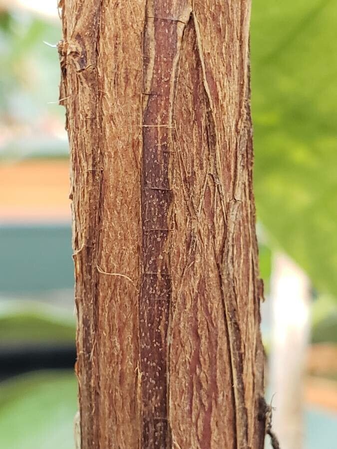 Rhododendron valentinianum bark