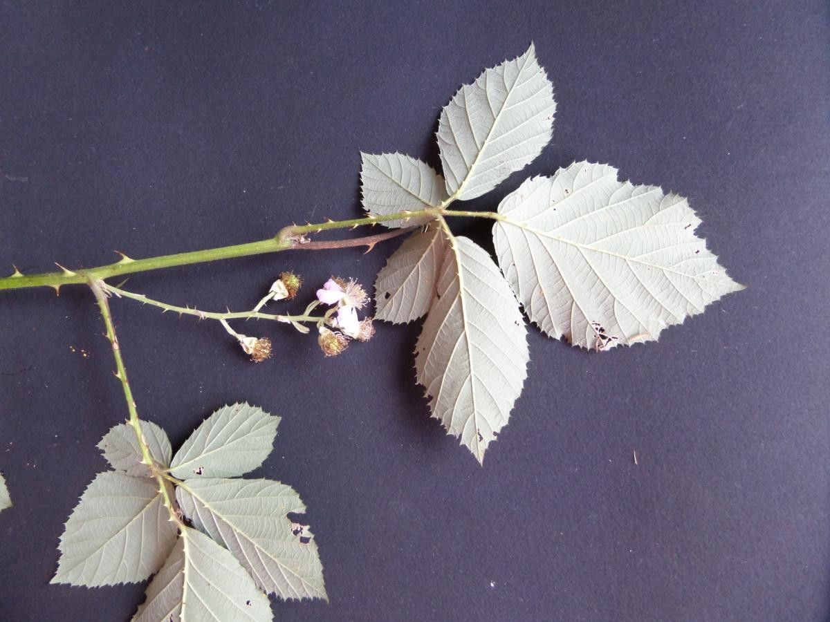 Rubus propinquus flower