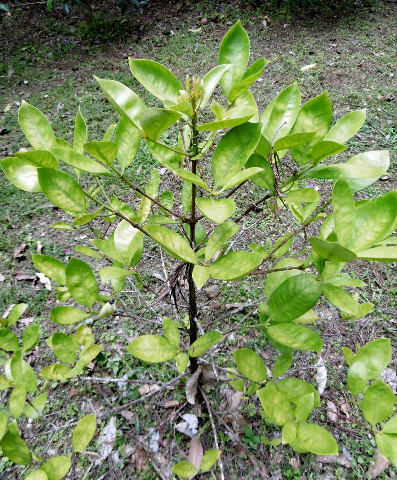 Coffea millotii habit