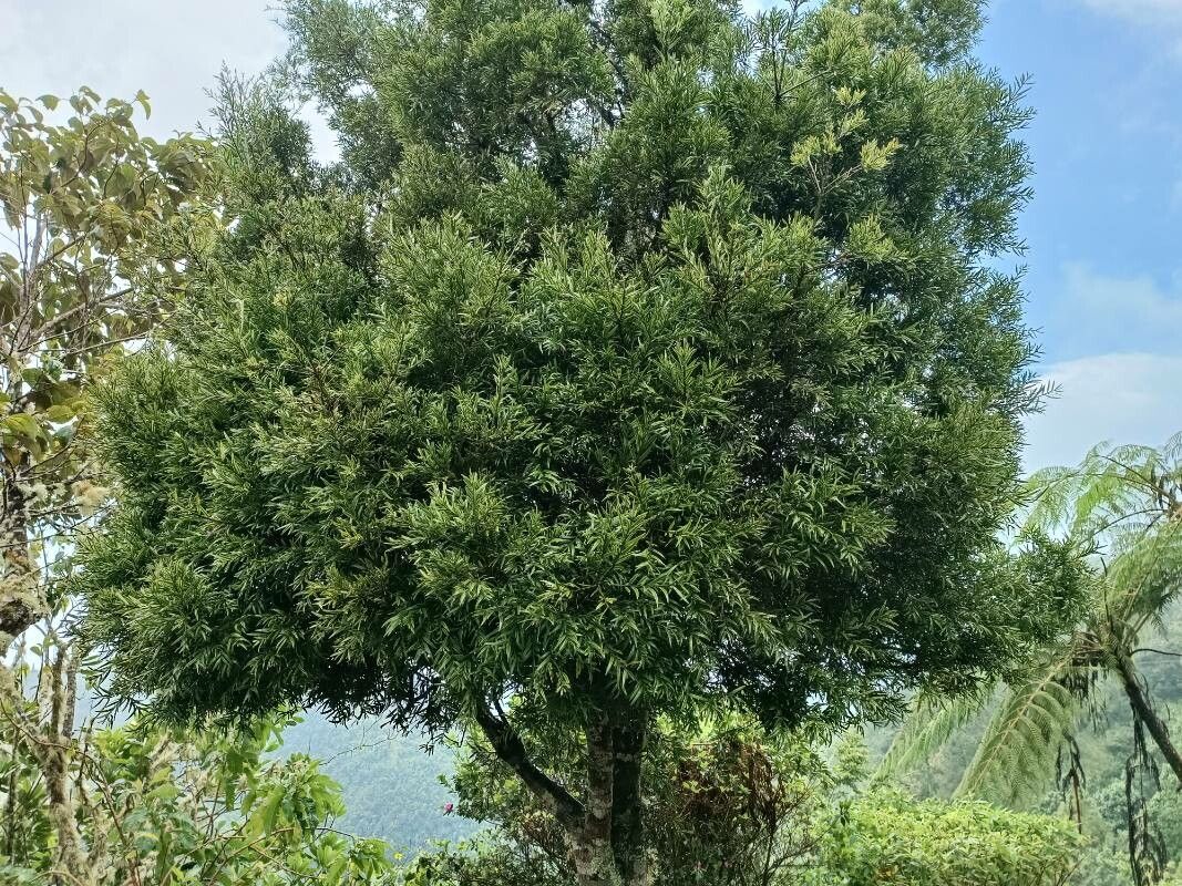 Podocarpus urbanii habit