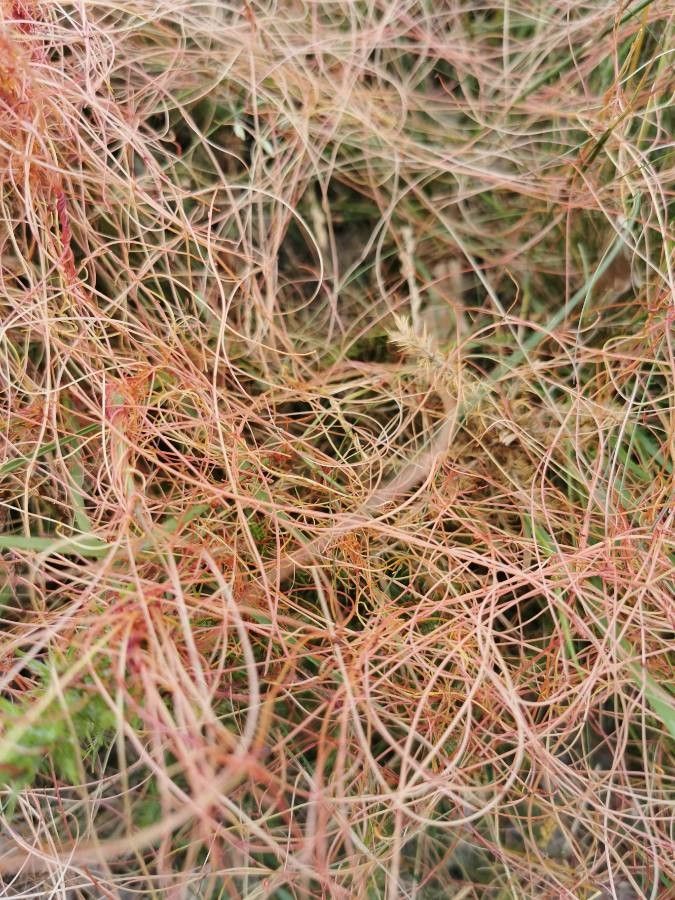 Cuscuta planiflora bark