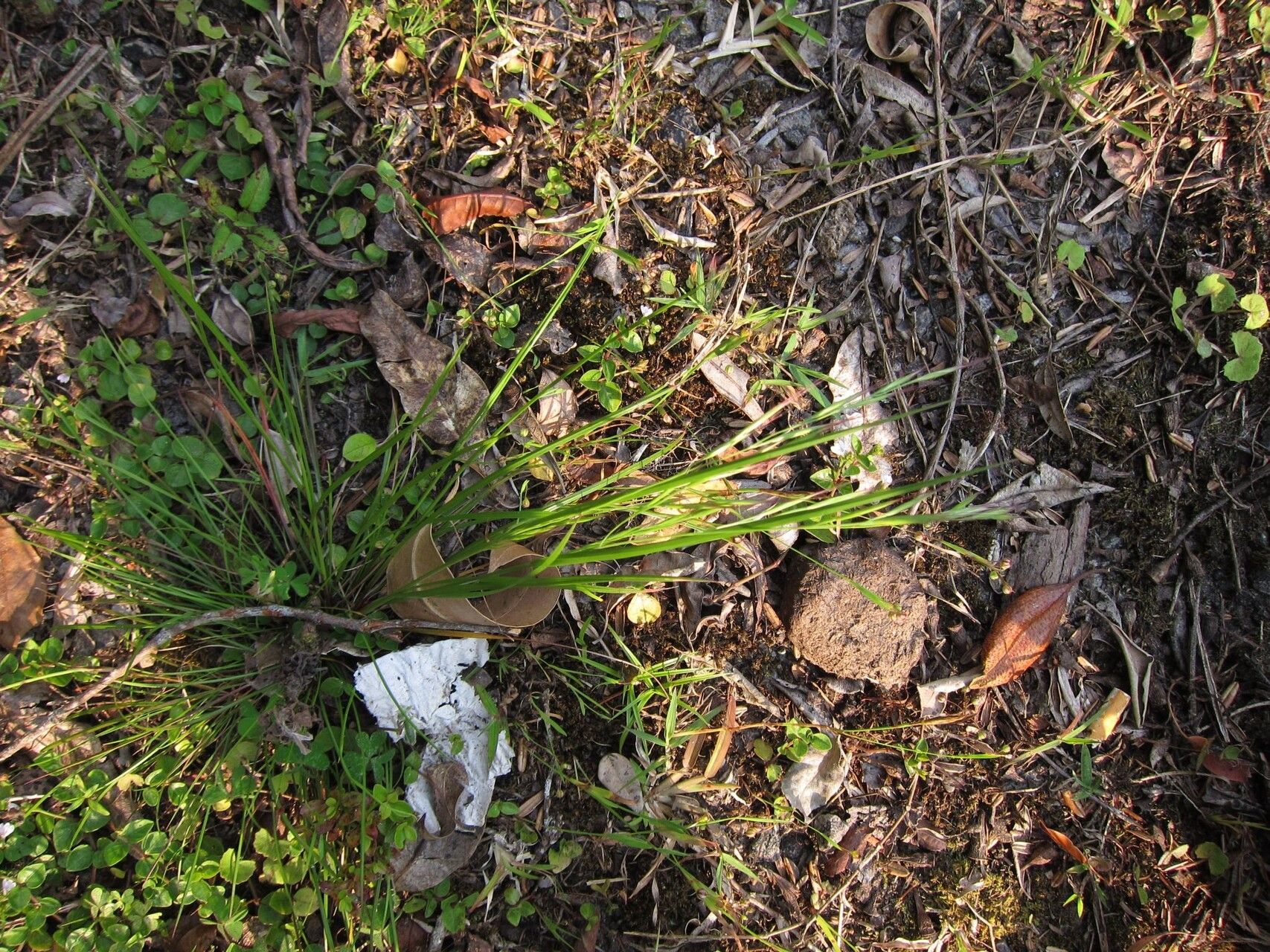 Brachypodium perrieri — search result for 'Brachypodium'