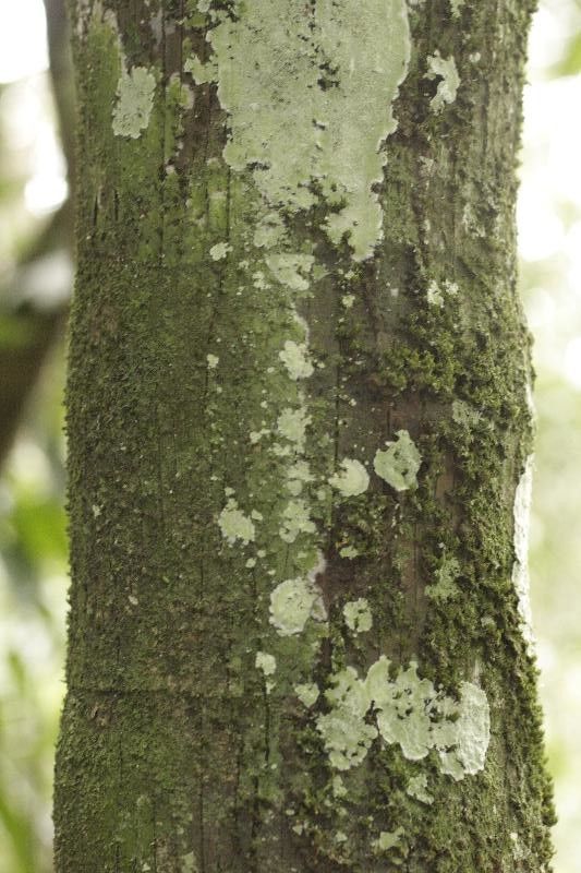 Oenocarpus bacaba bark
