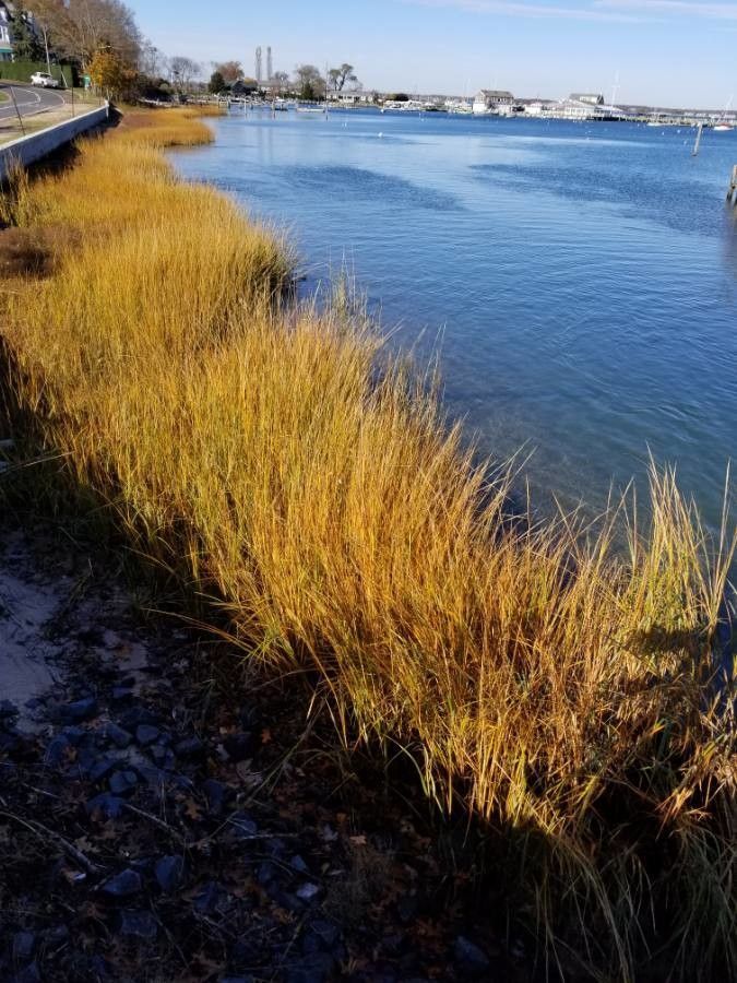 Ammophila breviligulata leaf