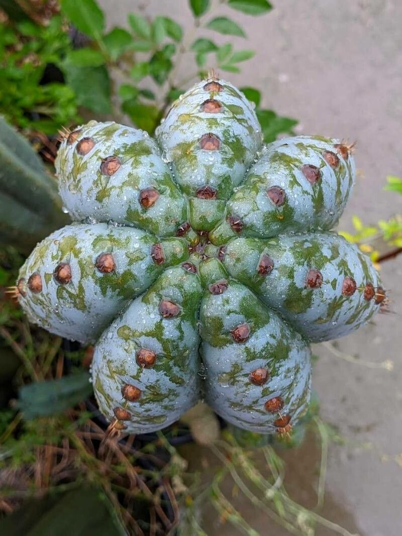 Trichocereus macrogonus — related species from the same genus