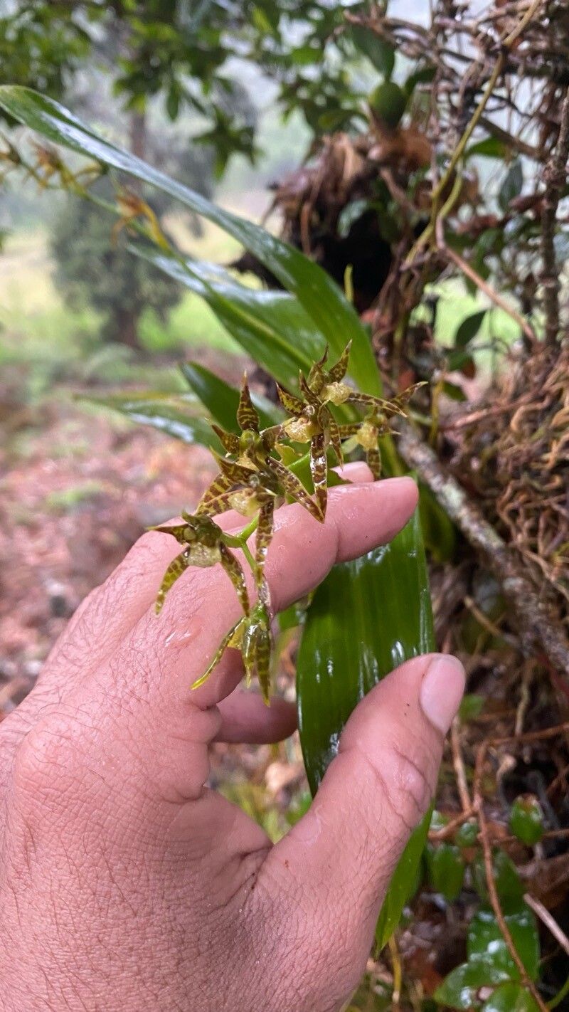 Brassia chlorops flower